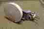 Sb1-190ampt Sb1-190 Rfs Compactline Microwave Antenna
